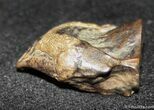Triceratops Tooth #1138-2
